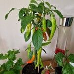 Capsicum frutescensHostoa