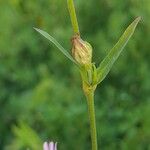 Silene apetala Mbuma