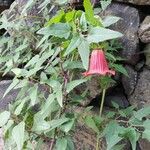 Canarina canariensis Tervik taim