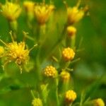 Senecio cacaliaster Kwiat