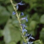 Lobelia puberula 整株植物