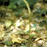 Chamaelirium luteum Flower