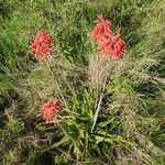 Aloe ellenbeckii Kvet