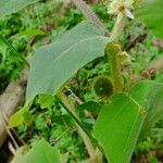 Solanum hirtum Flower