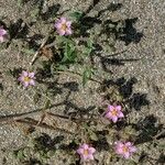 Rhodalsine geniculata Natur