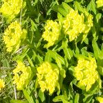 Euphorbia hyberna Floare