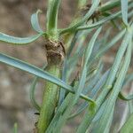 Bupleurum fruticescens Feuille