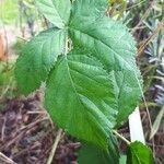 Rubus foliosus Blatt