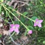 Boronia crenulata Fleur
