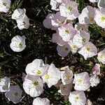 Oenothera speciosa Облик