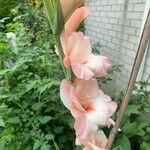 Gladiolus communisফুল