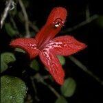 Asteranthera ovata Çiçek
