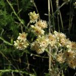 Pseudognaphalium undulatum Flower