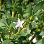 Sesuvium portulacastrum Õis