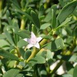 Sesuvium portulacastrum Flower