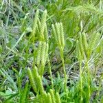 Diphasiastrum complanatum Likasa