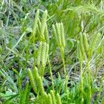 Lycopodium complanatum Leht