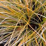 Carex testacea Leaf