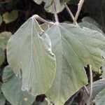 Neustanthus phaseoloides पत्ता