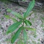 Anacardium excelsum Лист