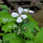 Hesperis matronalisফুল