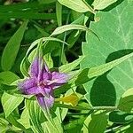 Melampyrum subalpinum Ліст