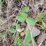Chromolaena hirsuta Hoja