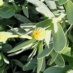Hertia cheirifolia Blüte