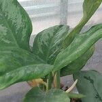 Aglaonema crispum Liść