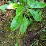 Myosotis latifolia 葉