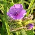 Tradescantia bracteata