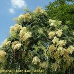 Sorbaria kirilowii অভ্যাস