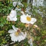 Rosa sempervirens Flower