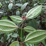 Miconia lateriflora Feuille