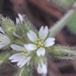 Cerastium glomeratumFleur