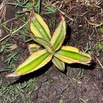 Agave lophantha Листок