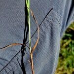 Carex pallescens Leaf