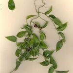 Asparagus asparagoides Sonstige