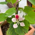 Bauhinia monandra Хабит