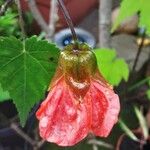 Callianthe picta Flor