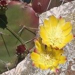 Opuntia macrocentra List