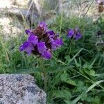 Prunella grandiflora Blomma