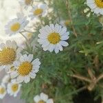 Anthemis maritima Květ
