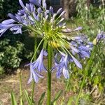 Agapanthus africanus Λουλούδι