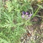 Verbena bipinnatifida Хабит