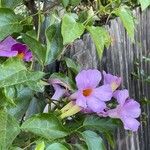 Bignonia magnifica Flower