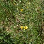 Linum strictum Hábito