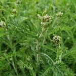 Achillea nobilisLeaf