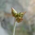 Phagnalon sordidum Λουλούδι
