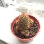 Mammillaria elongataList